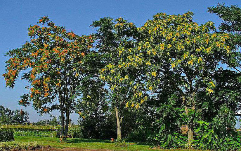 arbred'ornement et les arbres fruitiers