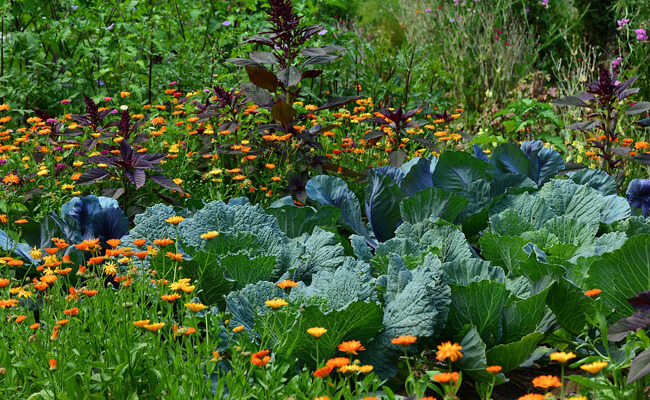Les plantes à fleurs, vivaces et potagères