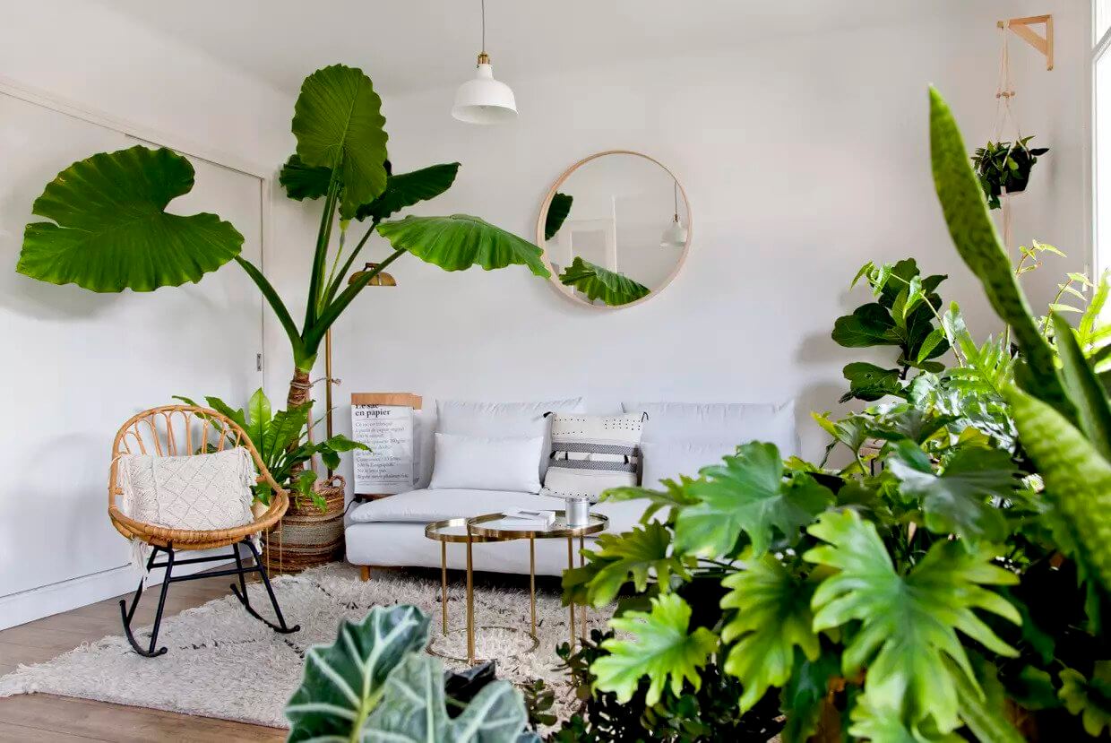 Les plantes d’intérieur et de zones ombragées (les tropicales)