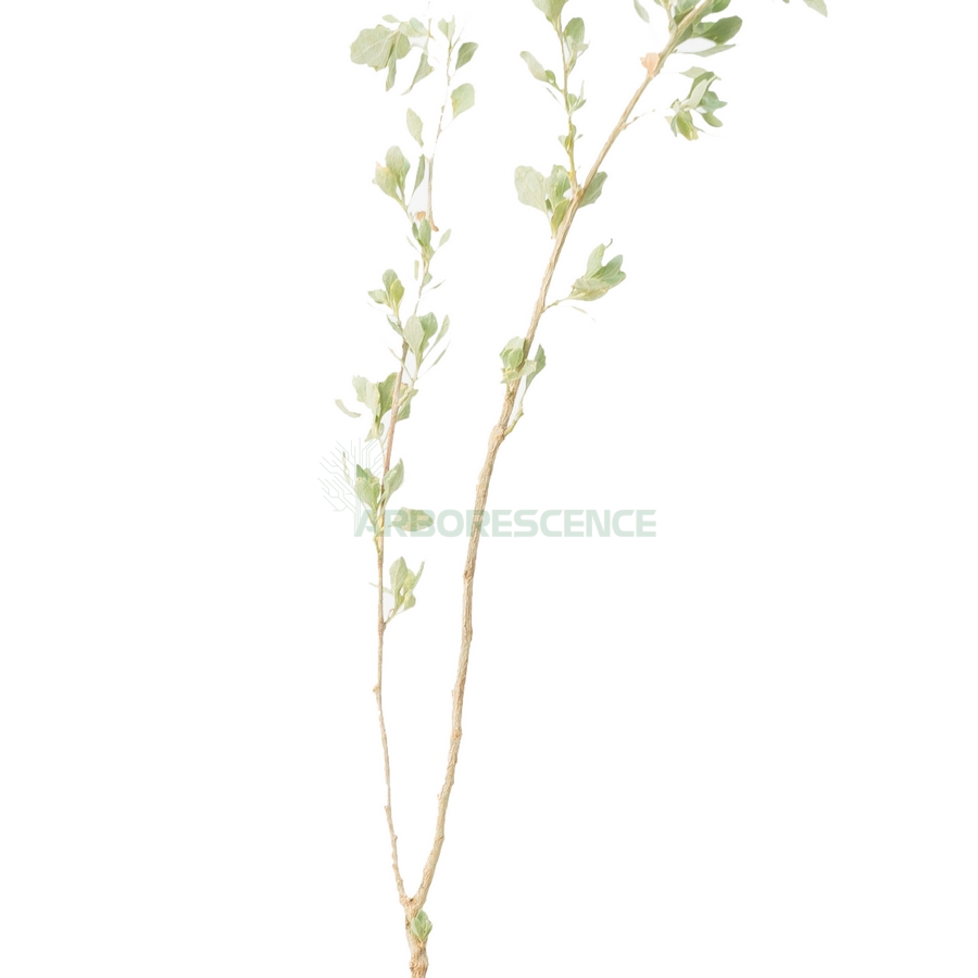 atriplex-semibaccata-aurore-australienne