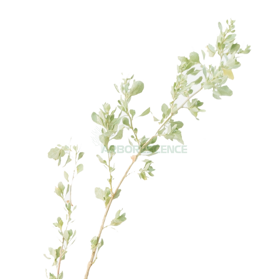 atriplex-semibaccata-aurore-australienne