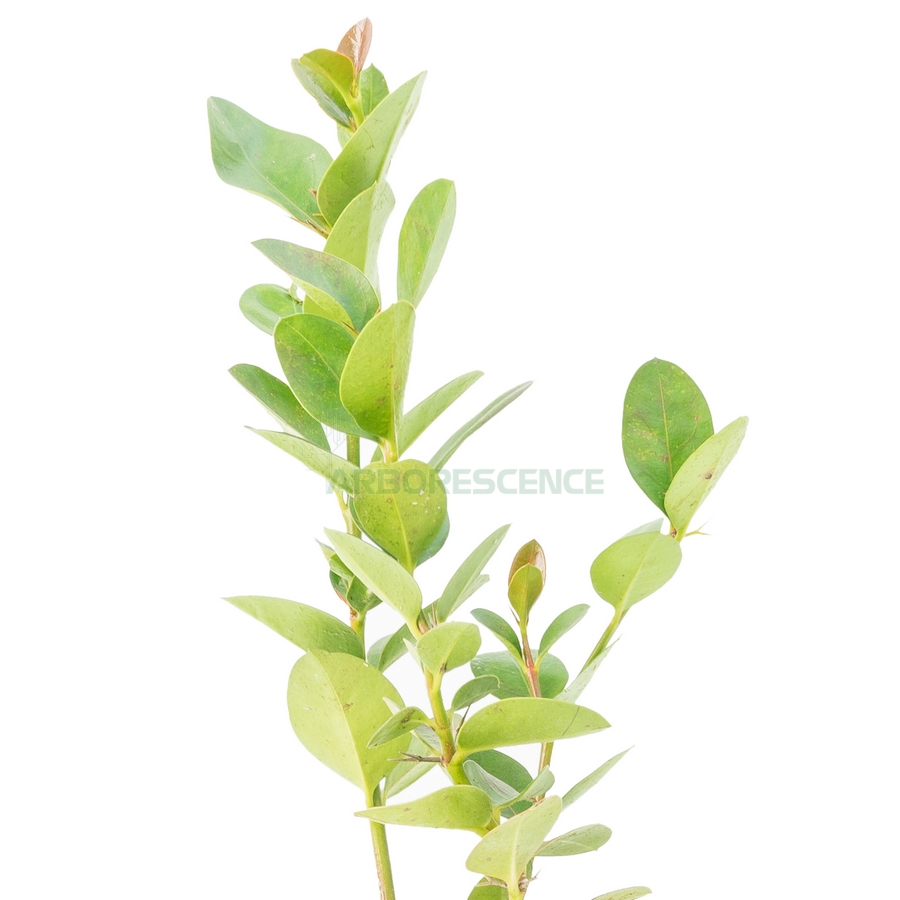 carissa-grandiflora-prunier-du-natal-cap