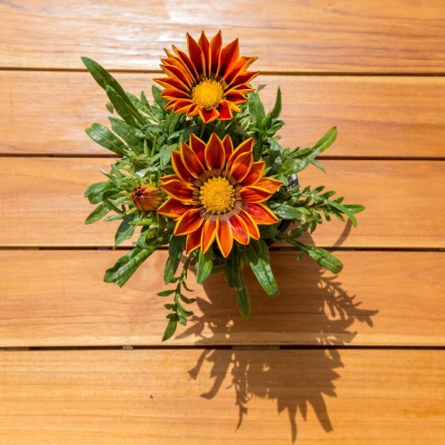 gazania