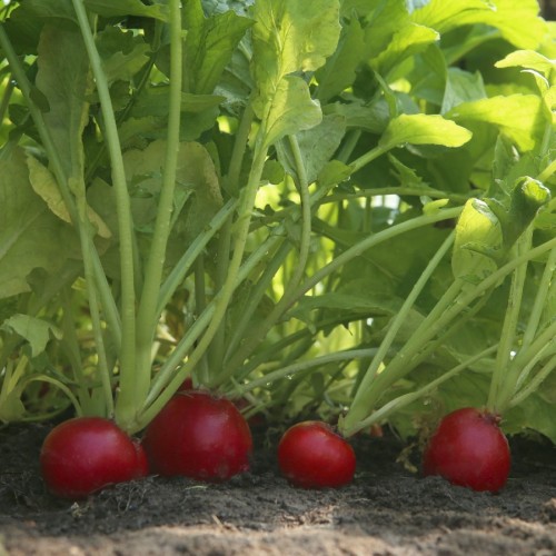 radis-rouge