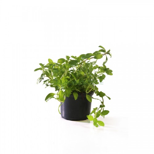 menthe-pouliot