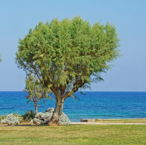 tamarix-parviflora-tamarix-a-petites-fleurs-se