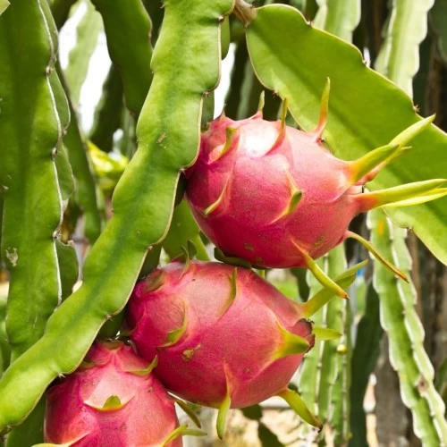 fruit-du-dragon