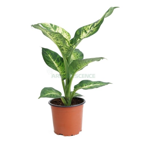dieffenbachia