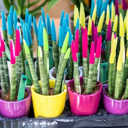 sanseveria-cylindrica-couleur