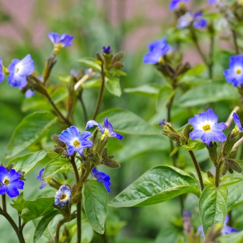 browallia-violette-bleue