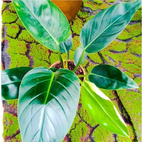 philodendron-imperial-red-green