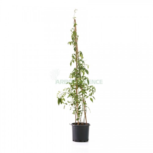 pandorea-jasminoides-pandorea-faux-jasmin