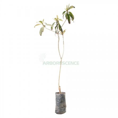 eriobotrya-japonica-neflier