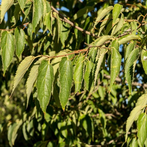 celtis-australis-micocoulier-de-provence