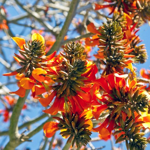 erythrina-caffra-arbres-corail-se