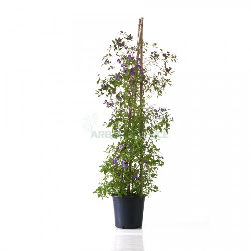 solanum-rantonnetii-arbres-a-gentiane