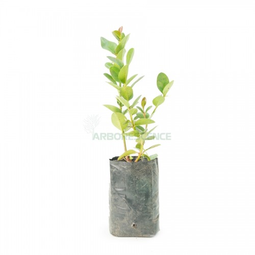 carissa-grandiflora-prunier-du-natal-cap