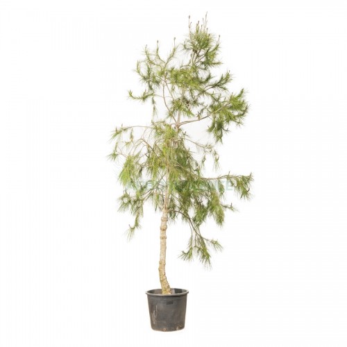 pinus-halepensis-pin-d-alep