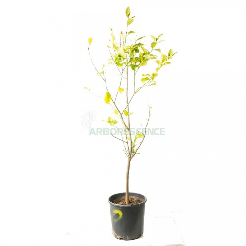 citrus-limon-citronnier-4-saison
