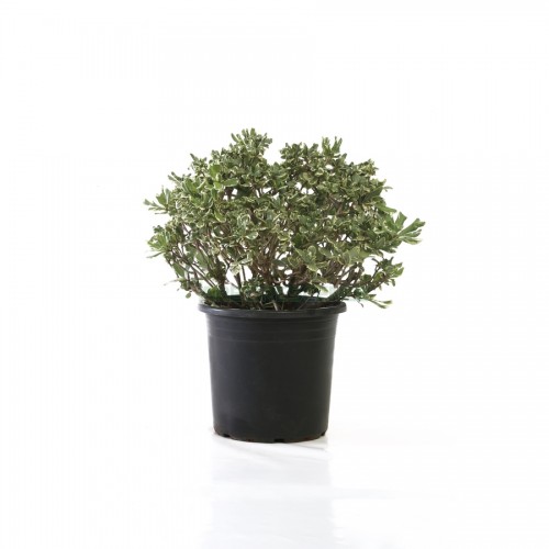 pittosporum-variegatum-nana-boule
