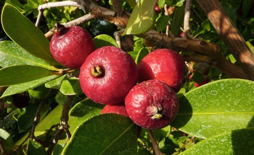 psidium-littorale-goyavier-fraise