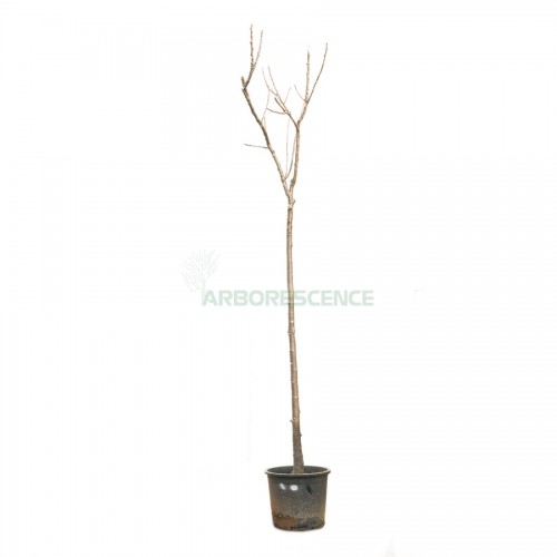 melia-azedarach-lilas-de-perse