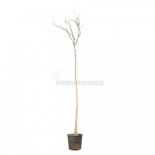 sophora-japonica-sophora-du-japon