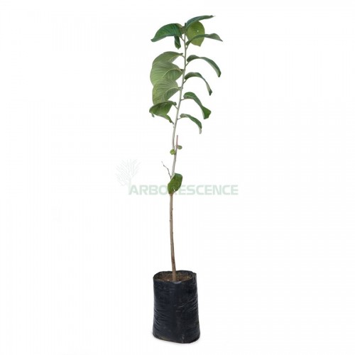 annonier-greffe-annona-cherimola-cherimolier