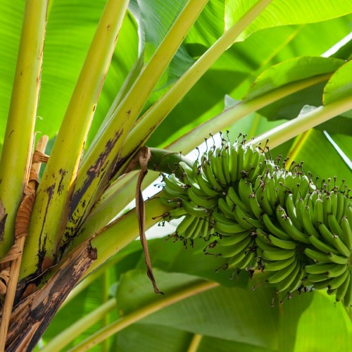 musa-acuminata-bananier