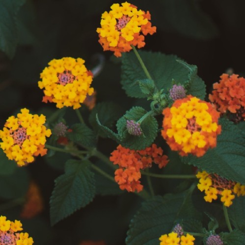 lantana-camara