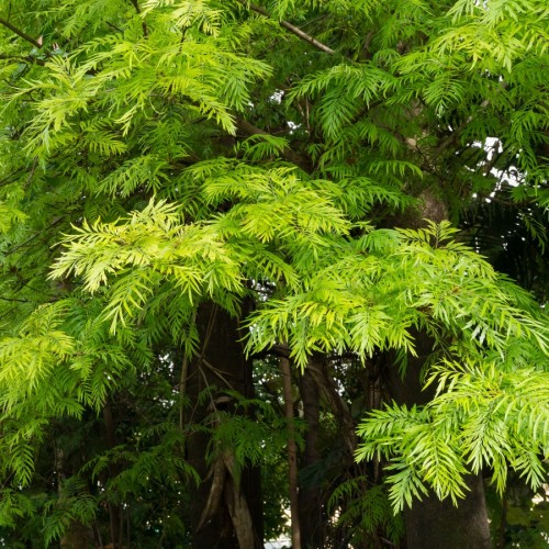 grevillea-robusta-chene-soyeux-d-australie-se