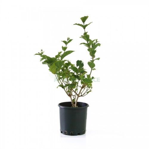 jasminum-sambac