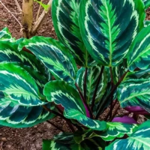 calathea