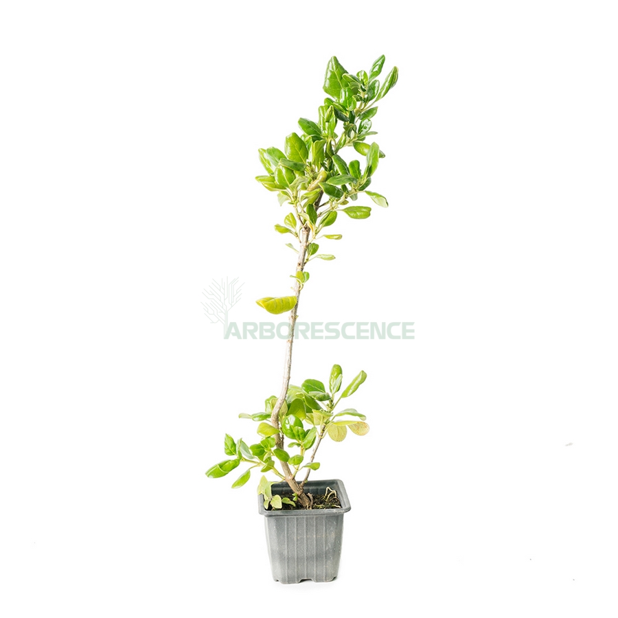 coprosma-repens