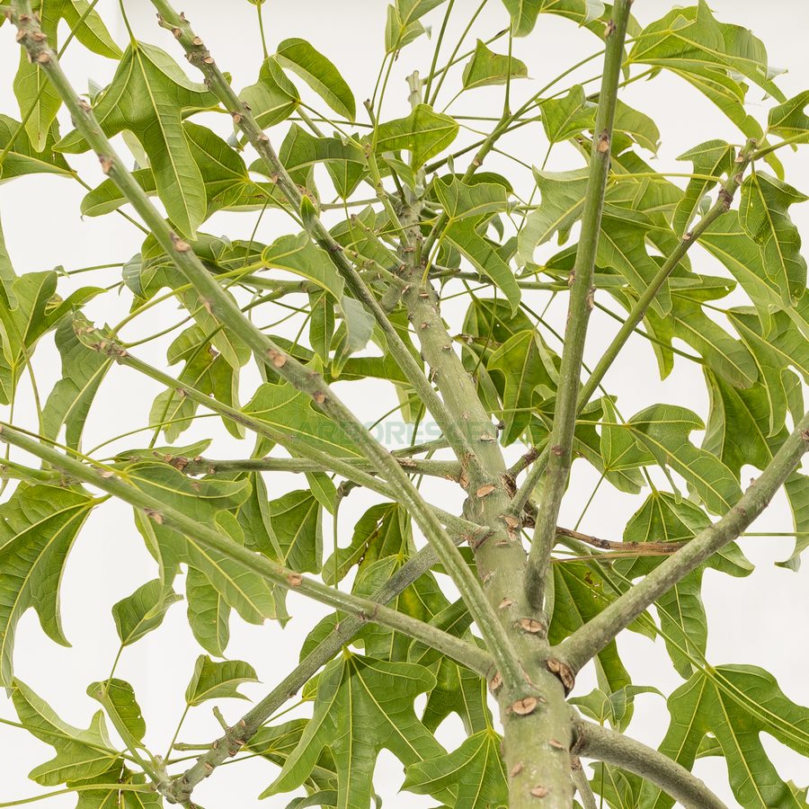 brachychiton-acerifolius-arbre-bouteille