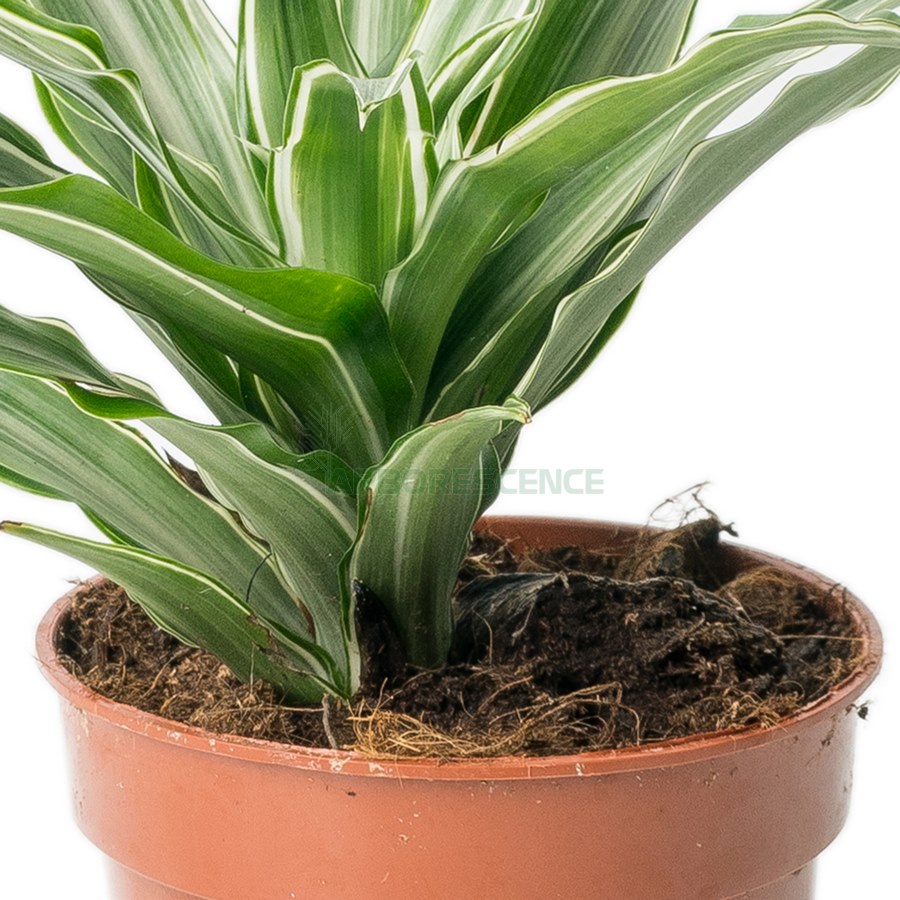 dracaena-mixte