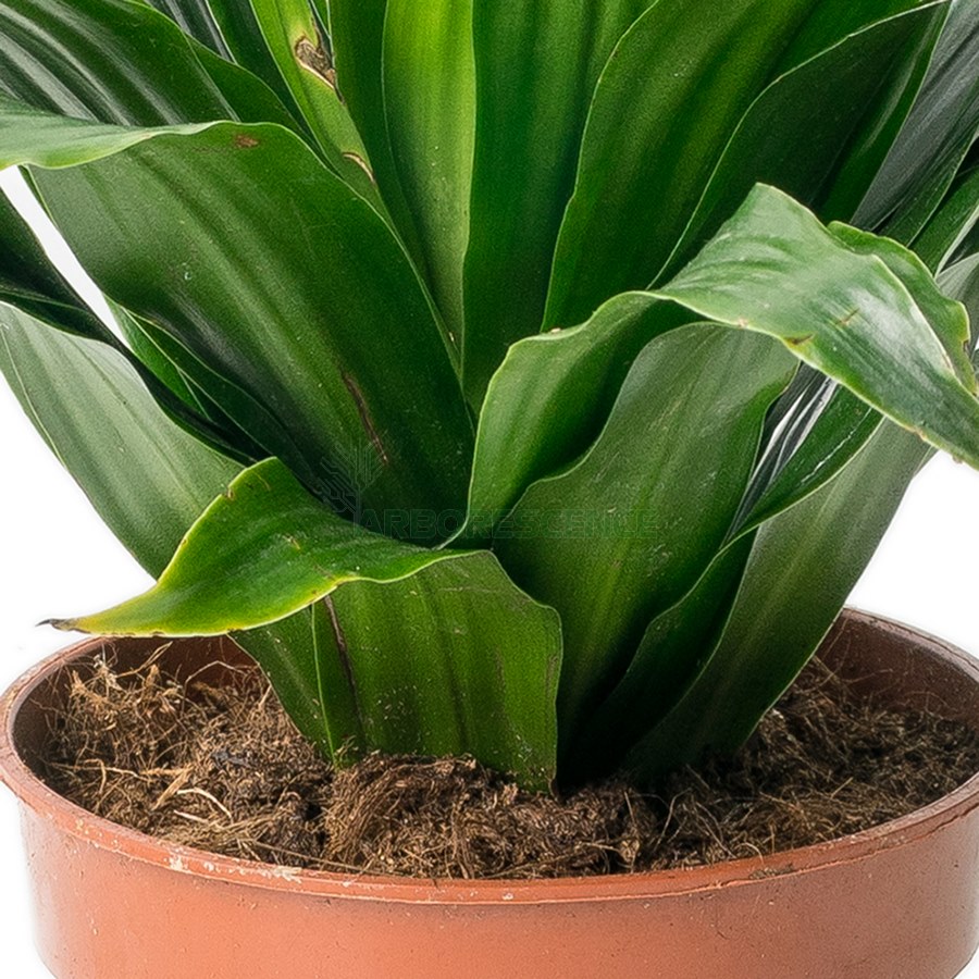 dracaena-mixte