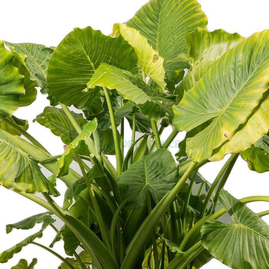 alocasia-macrorrhiza-azm