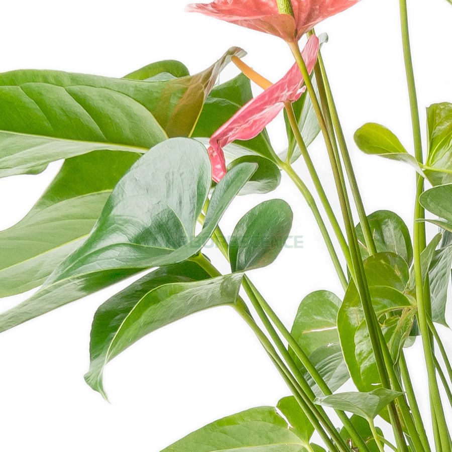 anthurium-mix