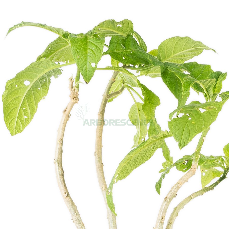 brugmansia-candida-datura