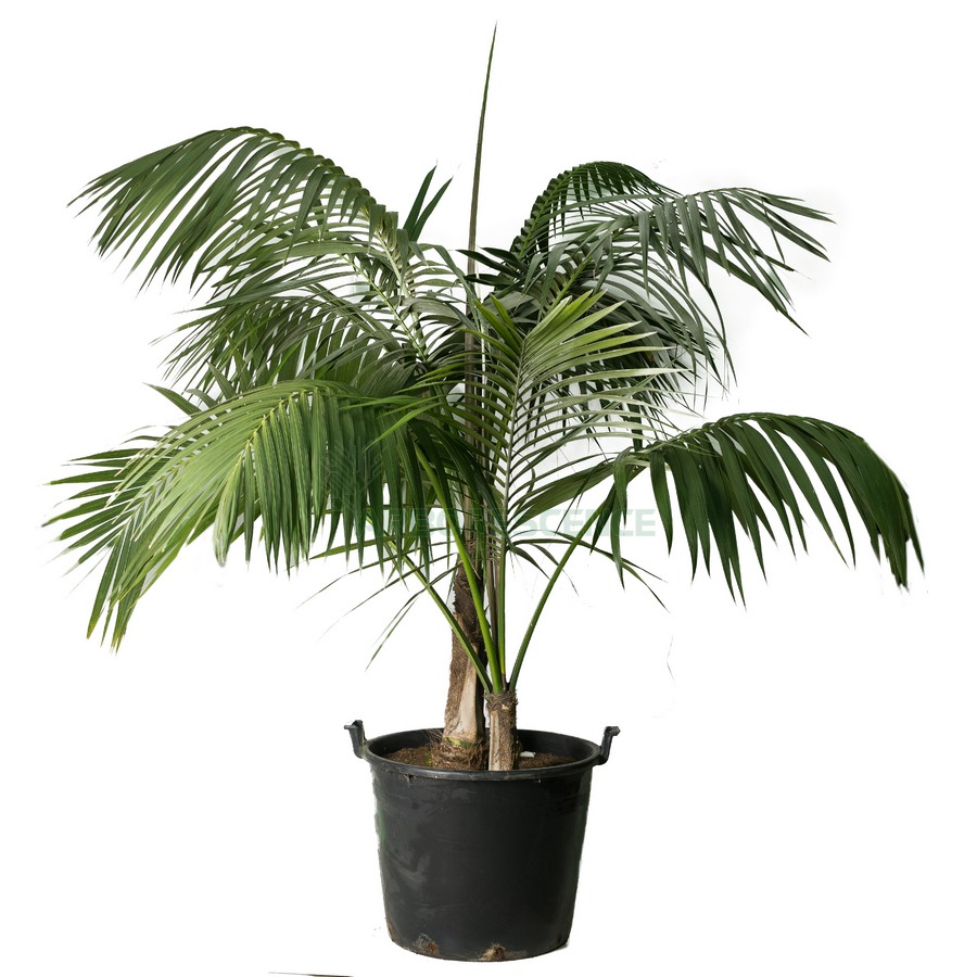 howea-forsteriana-kentia-4
