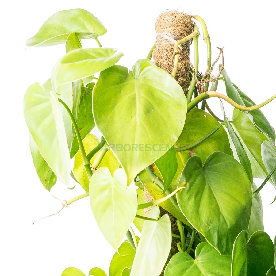 philodendron-scandens-susp