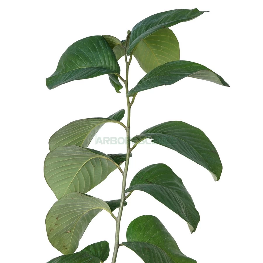 annonier-greffe-annona-cherimola-cherimolier