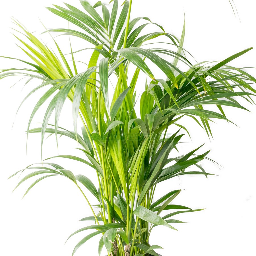 howea-forsteriana-kentia