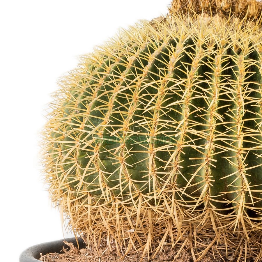 echinocactusgrusonii