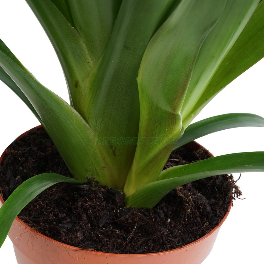 guzmania-lingulata