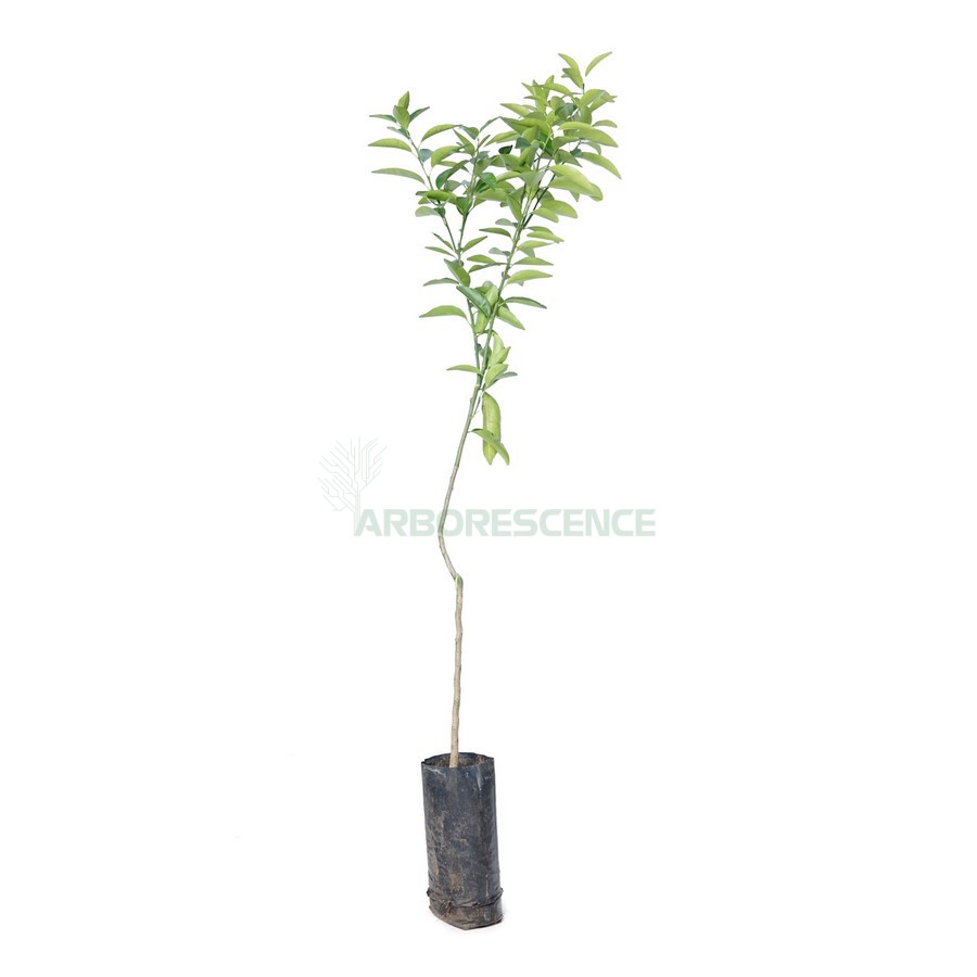 citrus-reticulata-clementinier