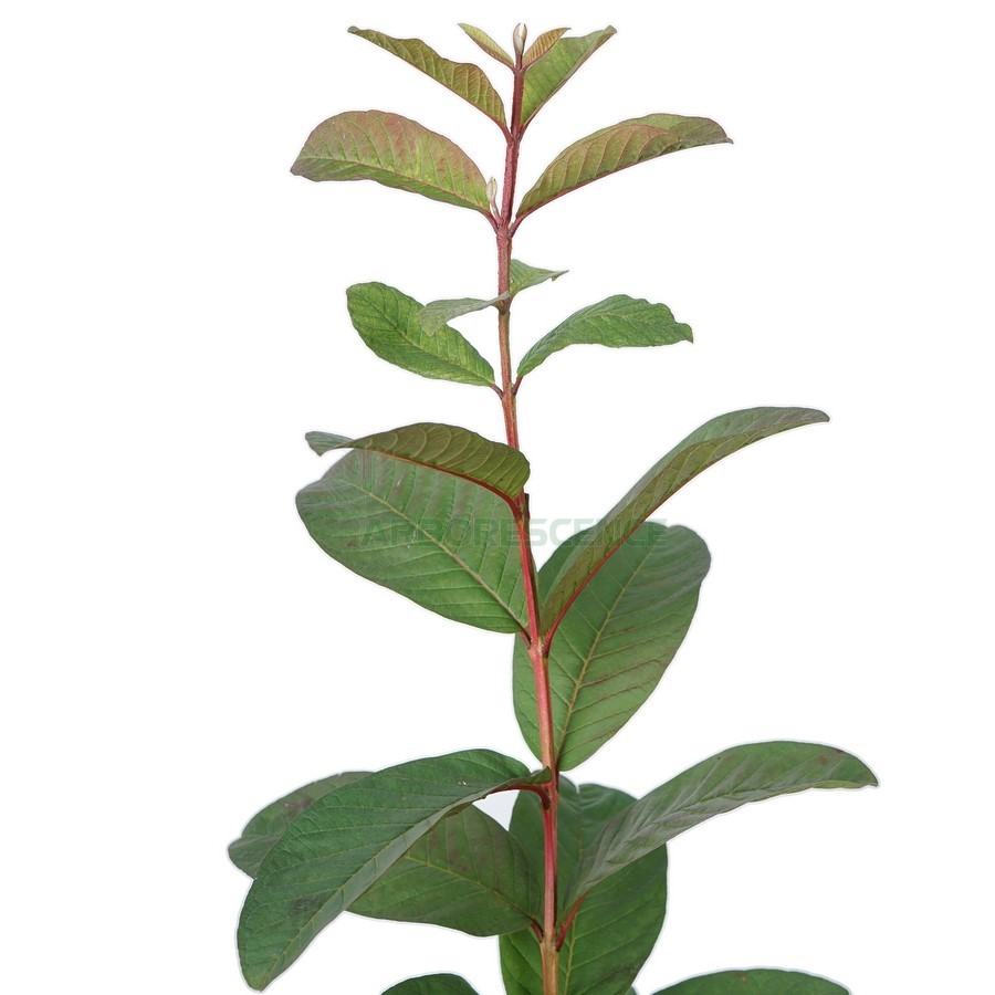 psidium-littorale-goyavier-fraise