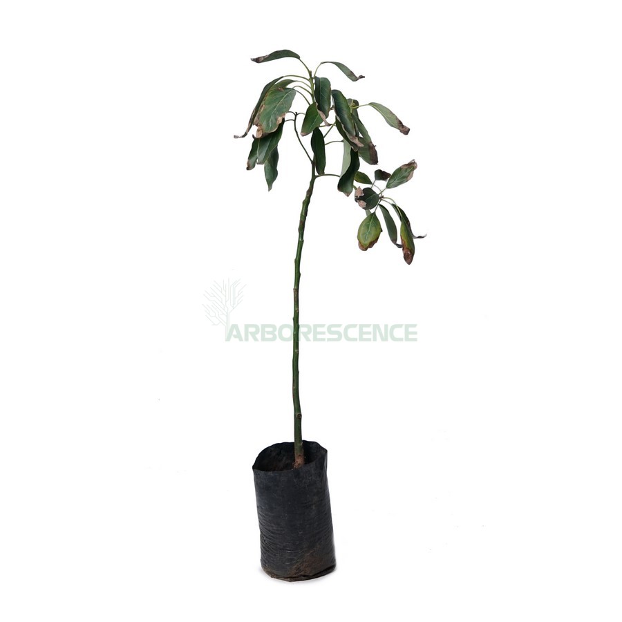 persea-americana-avocatier