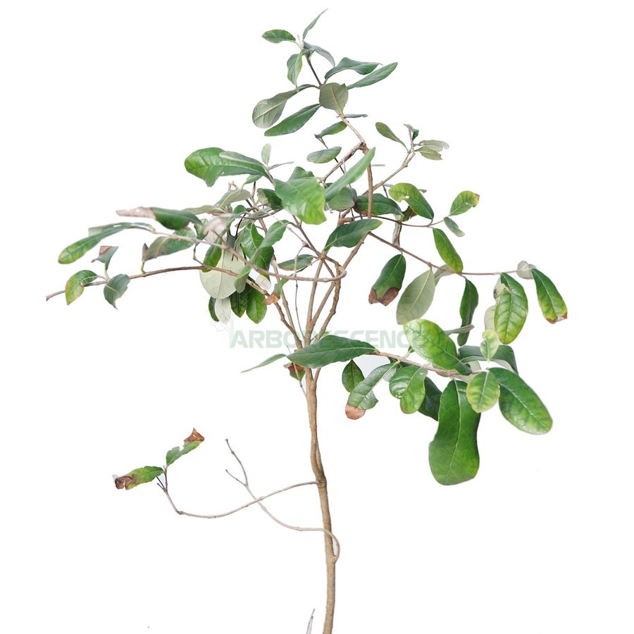 feijoa-sellowiana-feijoa
